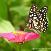 Papilio demoleus Linnaeus, 1758